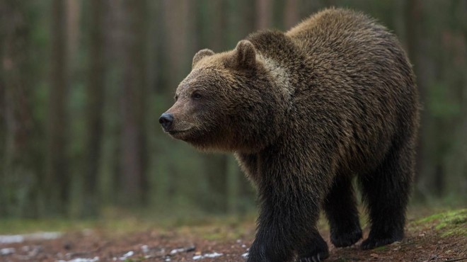Nenavadna smrt: turistka bežala pred medvedom, nato pa umrla (foto: Profimedia)