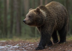 Nenavadna smrt: turistka bežala pred medvedom, nato pa umrla