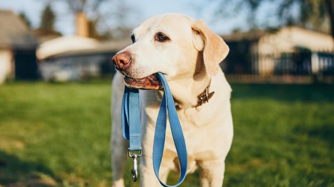 Vesela novica za pasje lastnike: kmalu se boste lahko s svojimi ljubljenčki odpravili v ... (foto: Profimedia)