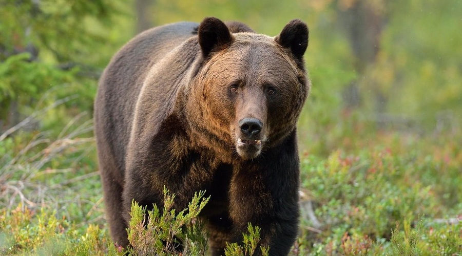 Lovec ubil potomko slovenskih medvedov, zanj zahtevajo pogojni zapor (foto: Profimedia)