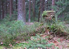V gozdu na Tolminskem umrl moški, vzrok smrti še preiskujejo