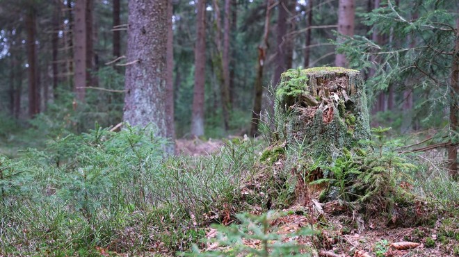 V gozdu na Tolminskem umrl moški, vzrok smrti še preiskujejo (foto: Profimedia)