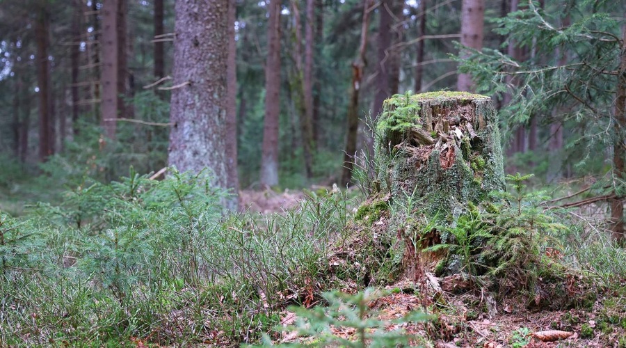 V gozdu na Tolminskem umrl moški, vzrok smrti še preiskujejo (foto: Profimedia)