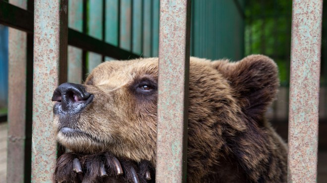 V Sloveniji v ujetništvu živijo 4 medvedi: svobode ne bodo dočakali, ker imajo tudi njihovi lastniki svoje pravice? (foto: Profimedia)
