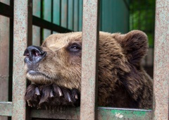 V Sloveniji v ujetništvu živijo 4 medvedi: svobode ne bodo dočakali, ker imajo tudi njihovi lastniki svoje pravice?