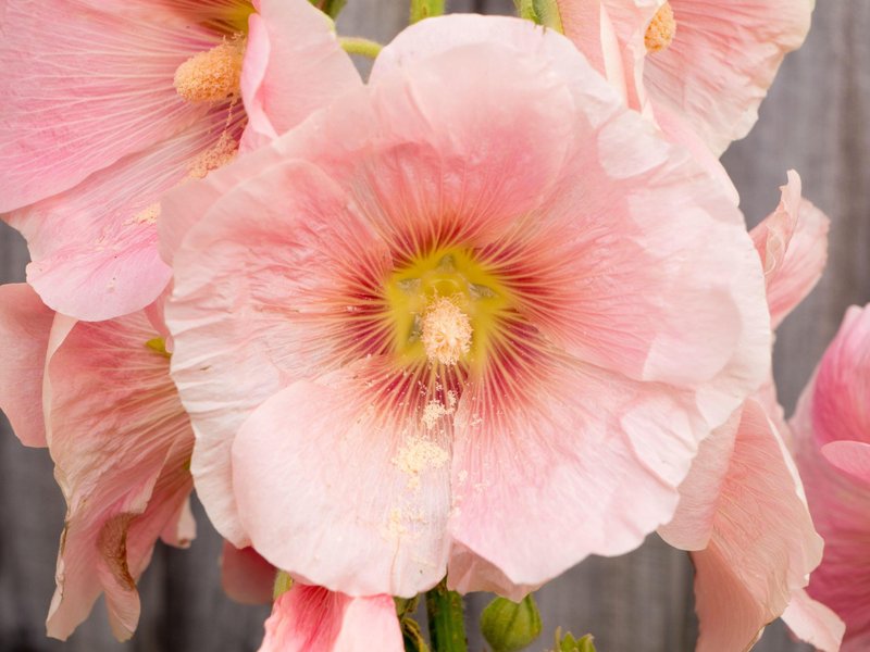 Hibiskus