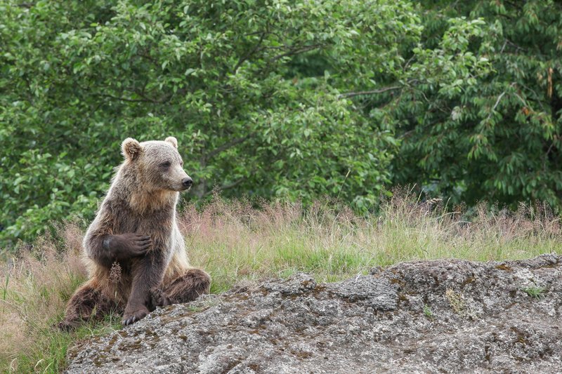 Medveda radi opazujemo na posnetkih, v naravi pa si ga večina ne želi srečati.
