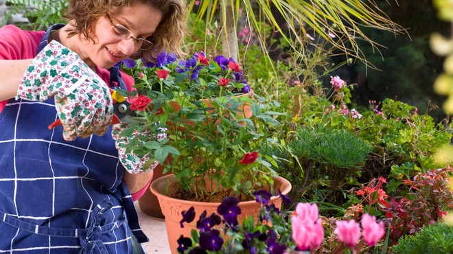 FOTO: S temi 8 vrstami rož (ki jih je enostavno gojiti) bo vaše dvorišče zasijalo (foto: Profimedia)