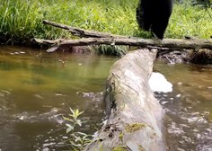 Skrita kamera v gozdu razkrila neverjetne prizore (VIDEO)
