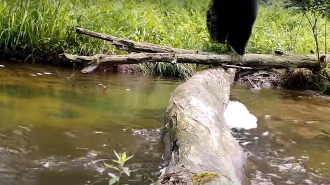 Skrita kamera v gozdu razkrila neverjetne prizore (VIDEO) (foto: Youtube/posnetek zaslona)