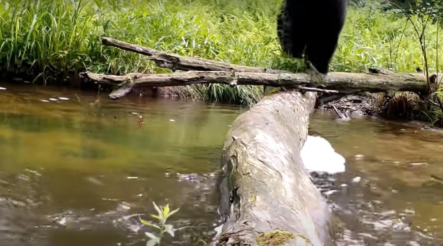 Skrita kamera v gozdu razkrila neverjetne prizore (VIDEO) (foto: Youtube/posnetek zaslona)