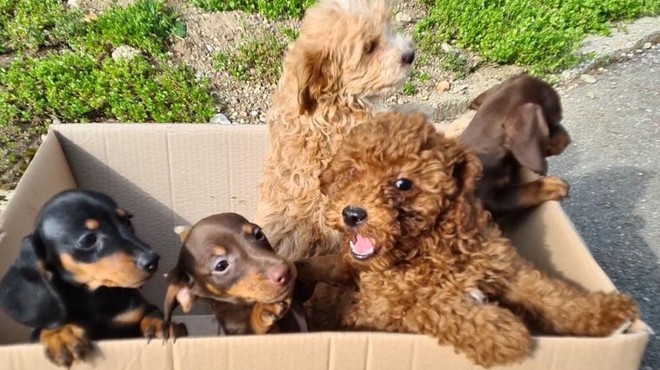 Policisti v kombiju našli 11 pasjih mladičev (bili so brez hrane in vode) (foto: Veterinarska bolnišnica Brežice in PPIU PU Novo mesto)