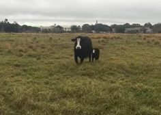 Poglejte, kako ponosno krava predstavi lastnici svojega mladička (saj ni res!)