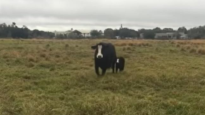 Poglejte, kako ponosno krava predstavi lastnici svojega mladička (saj ni res!) (foto: YouTube/posnetek zaslona/Amystotler/BVIRAL)