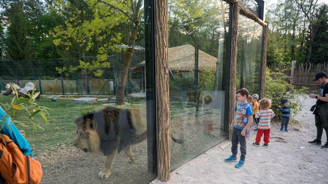 V živalskem vrtu na ogled dve novi ogroženi vrsti (foto: Profimedia)