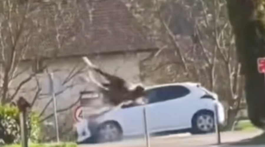 Nazoren posnetek prometne nesreče: avtomobil s polno hitrostjo trčil v pobeglega konja (VIDEO) (foto: Facebook/Ljubo Lakić/posnetek zaslona)