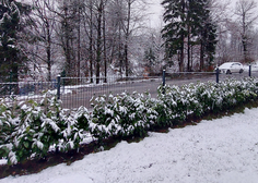 Na vrata potrkala pomlad, čez prag pa stopila zima: neverjetni prizori zasnežene Slovenije (FOTO)