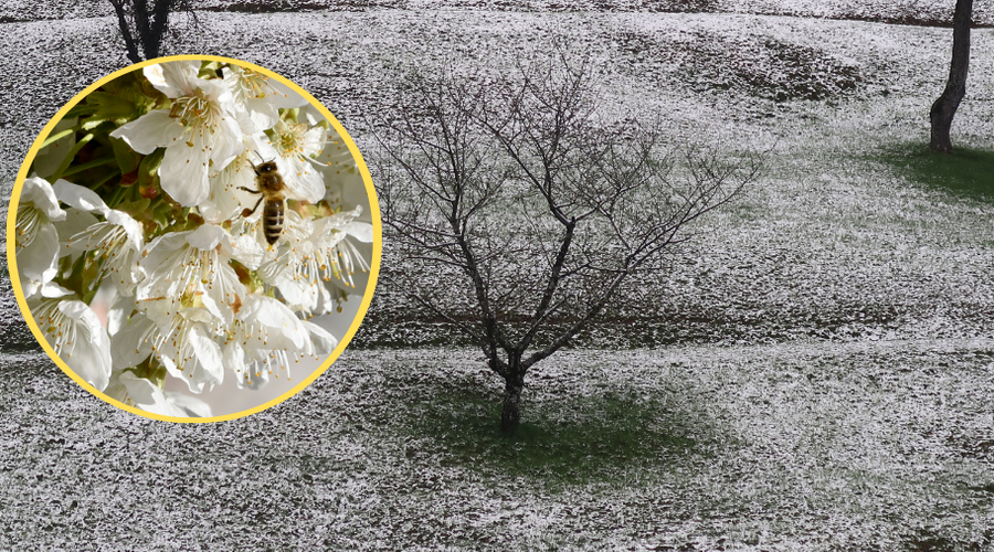 Po sobotnem dramatičnem vremenskem dogajanju: bodo češnje sploh zacvetele? Arso odgovarja ... (foto: Bobo/fotomontaža)