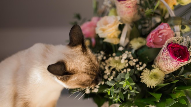 Samo požirek vode, v kateri stojijo te strupene rože, je dovolj, da mački odpovedo ledvice (foto: Profimedia)