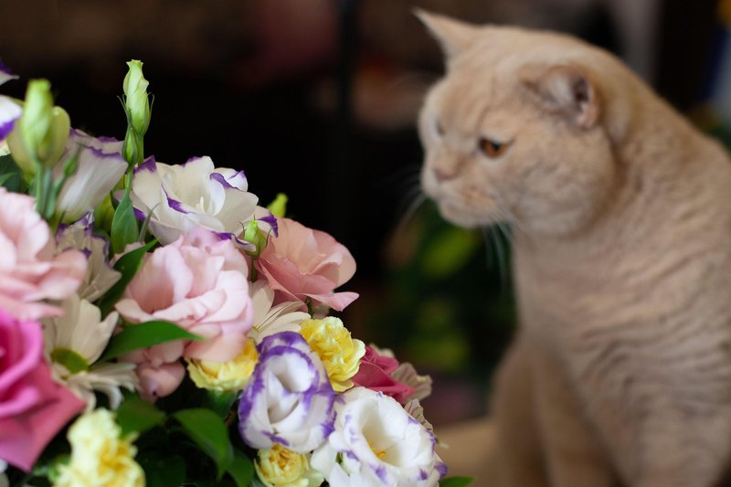 Številne rože so za mačke strupene.