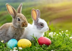 Prošnja pred velikonočnimi prazniki: nič ni simpatičnega v podarjanju živih zajčkov
