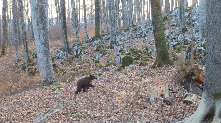 Prečudoviti prizori iz kočevskih gozdov, ki stopijo srce (VIDEO) (foto: Kočevsko/Facebook/posnetek zaslona)