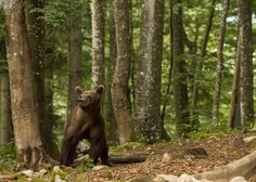 Medvedi zapuščajo svoje brloge: kako ravnati ob srečanju?