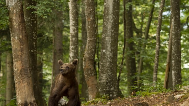 Medvedi zapuščajo svoje brloge: kako ravnati ob srečanju? (foto: Profimedia)