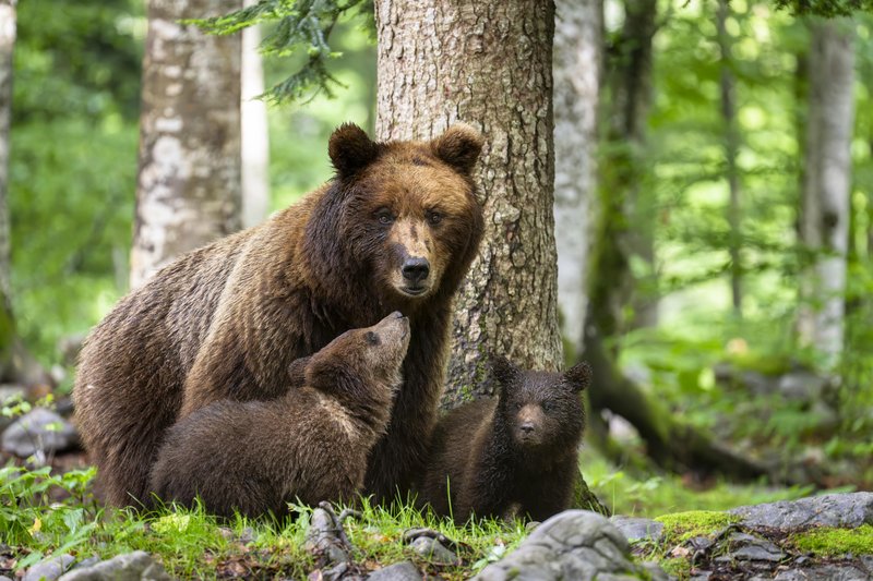 Najbolj nevarna so srečanja medvedke z mladiči.