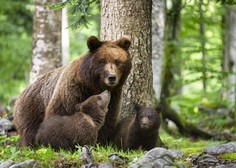 Previdno med sprehodi v naravi: opažena je bila medvedka z mladičem