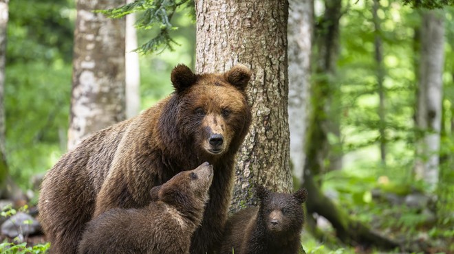 Previdno med sprehodi v naravi: opažena je bila medvedka z mladičem (foto: Profimedia)