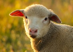 Neprijetno presenečenje: neznanec brez sramu ukradel ovco in ovna