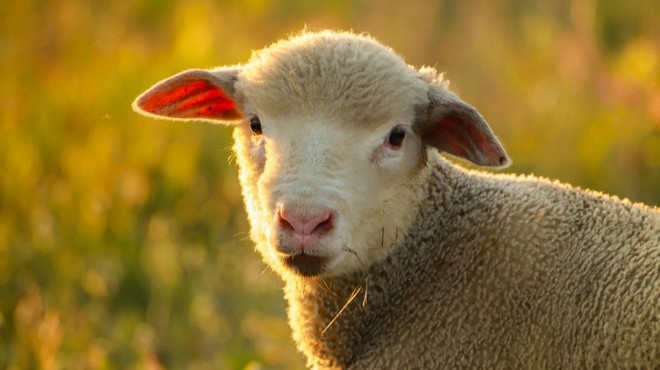 Neprijetno presenečenje: neznanec brez sramu ukradel ovco in ovna (foto: Profimedia)