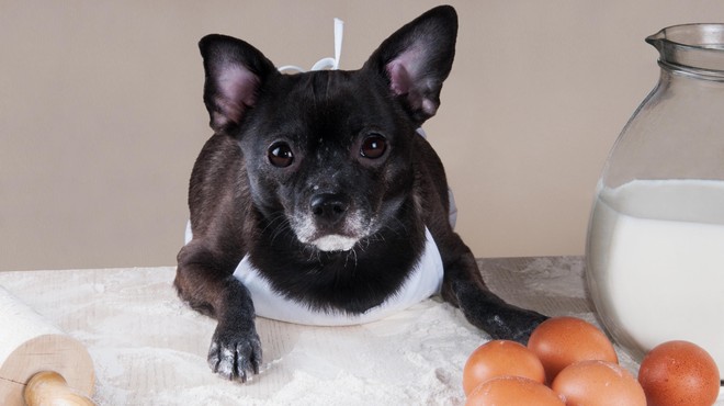 Ali pes lahko je jajca? (foto: Profimedia)