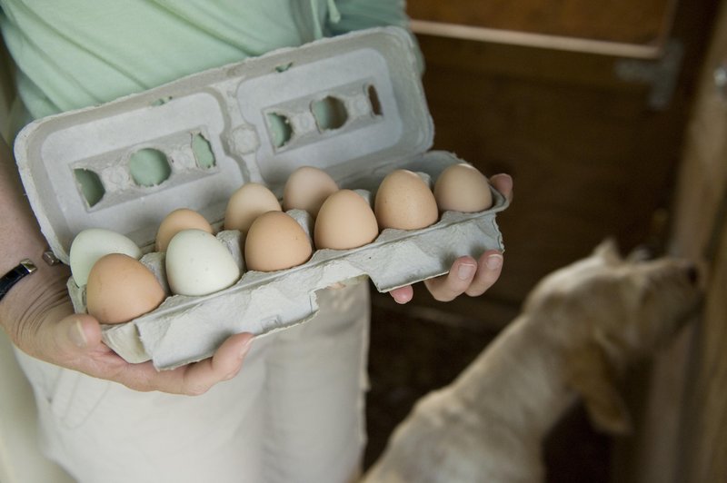 Psu lahko brez slabe vesti privoščite trdo kuhano jajce.