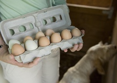 Kupila je jajca in za 2 dni odšla od doma: ko se je vrnila, je doživela velik šok, saj jo je pričakalo nekaj, na kar ni računala