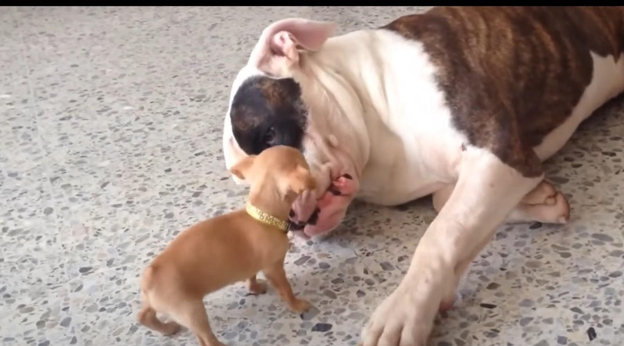 Ste že videli mini čivavo, kako draži 'bratca' buldoga? (Posnetek ima 50 milijonov ogledov!) (foto: Youtube posnetek zaslona)