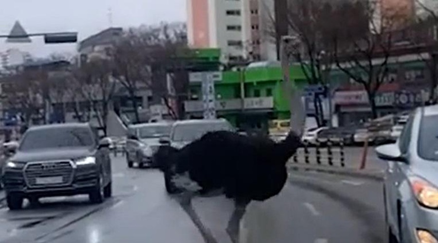 Noj pobegnil iz živalskega vrta, iskali so ga celo z droni (poglejte ta kaos na prometni cesti) (foto: Posnetek zaslona/Youtube)