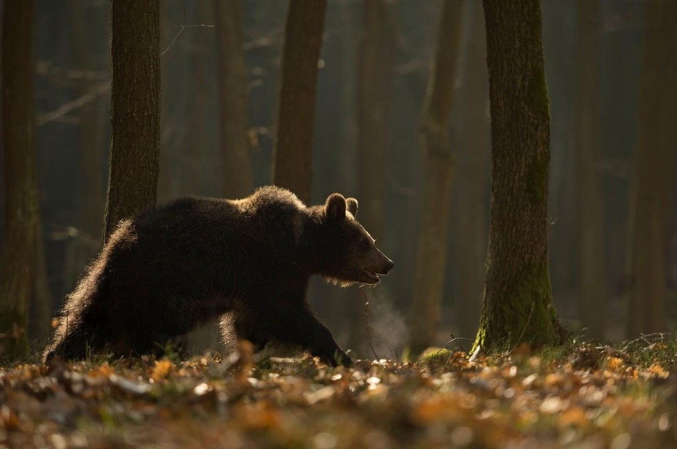Iskali so ga celo z droni, ljudje niso smeli zapuščati doma: zdaj pa si lahko krajani končno oddahnejo (foto: Profimedia)