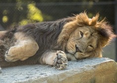 Žalostna novica iz ljubljanskega živalskega vrta: poginil je lev Maximus
