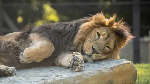 Žalostna novica iz ljubljanskega živalskega vrta: poginil je lev Maximus