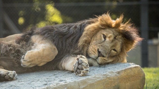 Žalostna novica iz ljubljanskega živalskega vrta: poginil je lev Maximus (foto: ZOO Ljubljana)