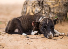 Slovenija, odkod grozote tvoje: pretresljive fotografije, ki razkrivajo posledice hudo mučenega psa