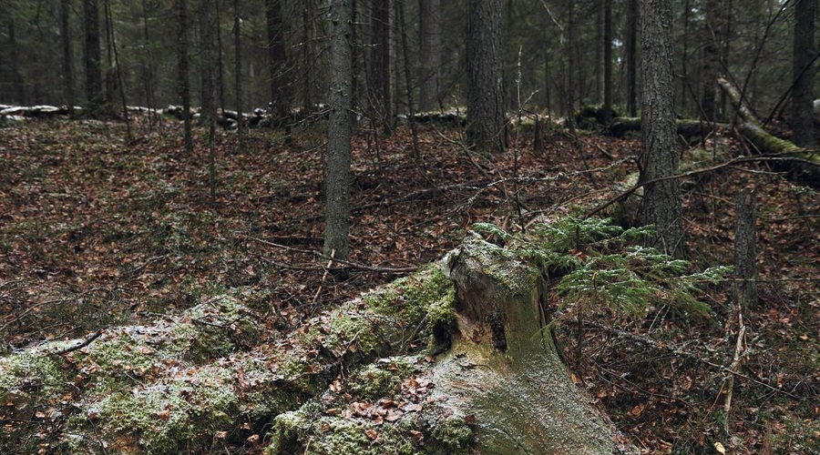 Fotografija je simbolična. (foto: Profimedia)