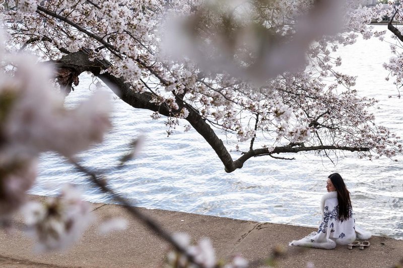 Prizori kot iz pravljice: svet je obnorela nežno rožnata eksplozija, ki traja le nekaj dni