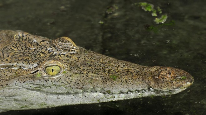 Nenavadni hišni ljubljenčki: na domu našli krokodila, pitona in ... (foto: Profimedia)