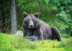 Incidenti se kar vrstijo: pohodnika in gobarja napadel medved