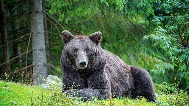 Incidenti se kar vrstijo: pohodnika in gobarja napadel medved (foto: Profimedia)