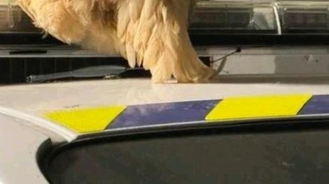 živali policija petelin obisk sirena