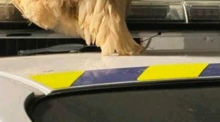 Slovenska policija: tole bi lahko bila tudi prvoaprilska šala - pa ni bila! (foto: Policijska uprava Ljubljana/Facebook)